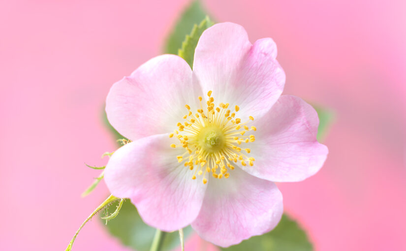 May 30 – Flower