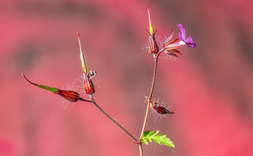 Jun 03 – Herb-robert